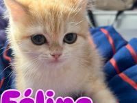 BKH Kitten in Golden mit Stammbaum Ab sofort Abgabebereit