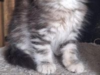Neva Masquarade sibirische Waldkatzen Kitten