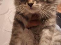 Neva Masquarade sibirische Waldkatzen Kitten