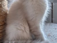 Neva Masquarade sibirische Waldkatzen Kitten