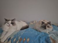 Ragdoll Katzen Familie