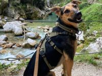 Neues Zuhause für Dalia gesucht