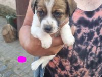 5 tolle Jack Russell Terrier Welpen zu verkaufen