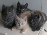 Katzenbabys BKH x Russisch Blau Edelmix Kitten