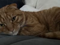 Kater abzugeben