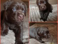 Chocolate Labrador-Welpen Hündinnen