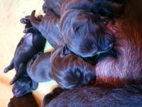 Chocolate Labrador-Welpen