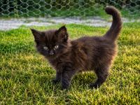 Maine Coon Kitten