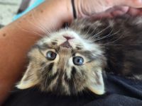 Maine Coon Kitten