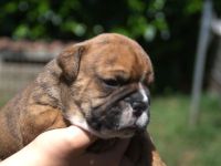 Continental Bulldog Welpen VDH/CBCD - The Loki Bull