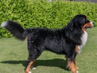 Pacco von Goldebek