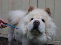 Trixie, Chow Chow, geb. 2016, ausführliche Beschreibung folgt