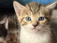 Kitten / Babykatzen, männlich+weiblich, 5 Geschwister