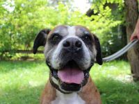 Conny, Boxer, geb. 2016, rüstige Seniorin su. ruhiges, liebevolles Zuhause