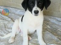 Welpe Lou / weiblich / derzeit noch in Griechenland