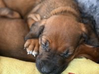 Rhodesian Ridgeback Welpen