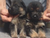 Dt.Schäferhund Welpen, VDH/SV, rote Papiere