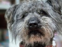 Zuhause gesucht für Mila