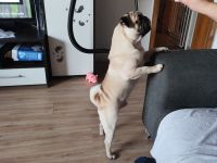 Reinrassiger Mops Rüde