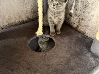 BKH Kitten Abgabebreit