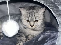 Bkh Katze 4 Jahre alt