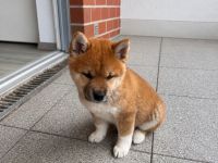 Shiba inu Welpe, Chico