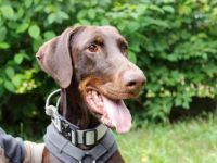 Carlo, Dobermann, geb. 2020, ein loyaler Begleit- und Familienhund