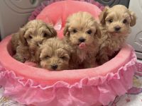 Ausgebildete Teacup-Maltipoo-Welpen
