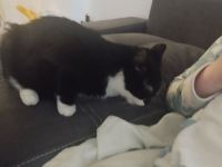 10 Monate alter Kater