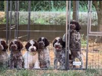 Cuccioli di Lagotto Romagnolo
