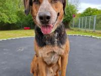 Henry, Labradormix, geb. 2019, hat fast sein ganzes Leben im Tierheim verbracht