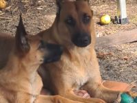 Malinois Welpen ab sofort abzugeben