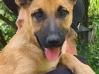 Malinois Welpen ab sofort abzugeben