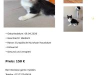 Wir Suchen Familie für unsere Klein Kätzchen