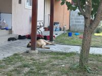 Goldenretriever-Belgischer Schäferhund mit Herdenschutzhund mix