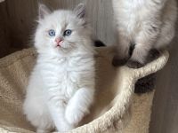 Wunderschöne Ragdoll Kitten mit 12 Wochen zu vermitteln