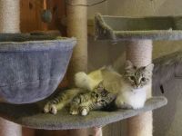 Siam Balinese Mix Kitten