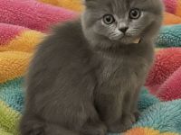 British Kurzhaar Kitten