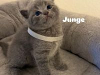 Zuckersüße BKH Kitten
