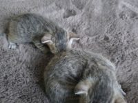 Süße Don Sphynx Kitten suchen Ihren Dosenöffner