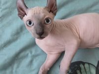 Sphynx  Elf Kitten,Abgabebereit