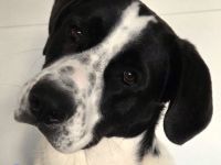 Sammy, 05/25 - verliert unverschuldet sein Zuhause