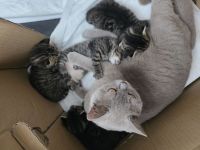 BKH kitten abzugeben