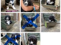 Border Collie Welpen