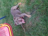 New english bulldog