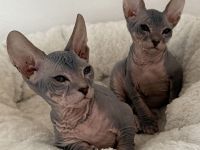 Don Sphynx Kitten