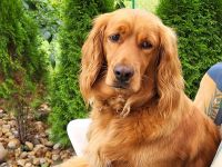 Cocker Spaniel Welpen