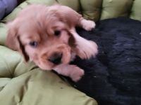 Cocker Spaniel Welpen