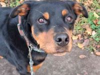 Samson, Rottweiler, geb. 2018, ein " Ein Mann Hund"