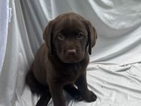 Labradorwelpen reinrassig